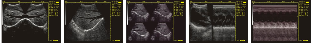 V-20掌上B型超聲診斷儀(動物版)一流的數(shù)字成像技術(shù)，圖像更清晰